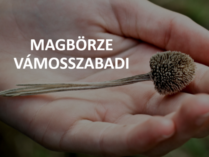 magbörze