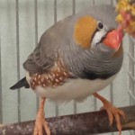 A közösségi tér kanárija-köszönjük a vendéglátást!